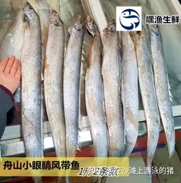 舟山海鲜带鱼几月最便宜,舟山带鱼真正的舟山带鱼