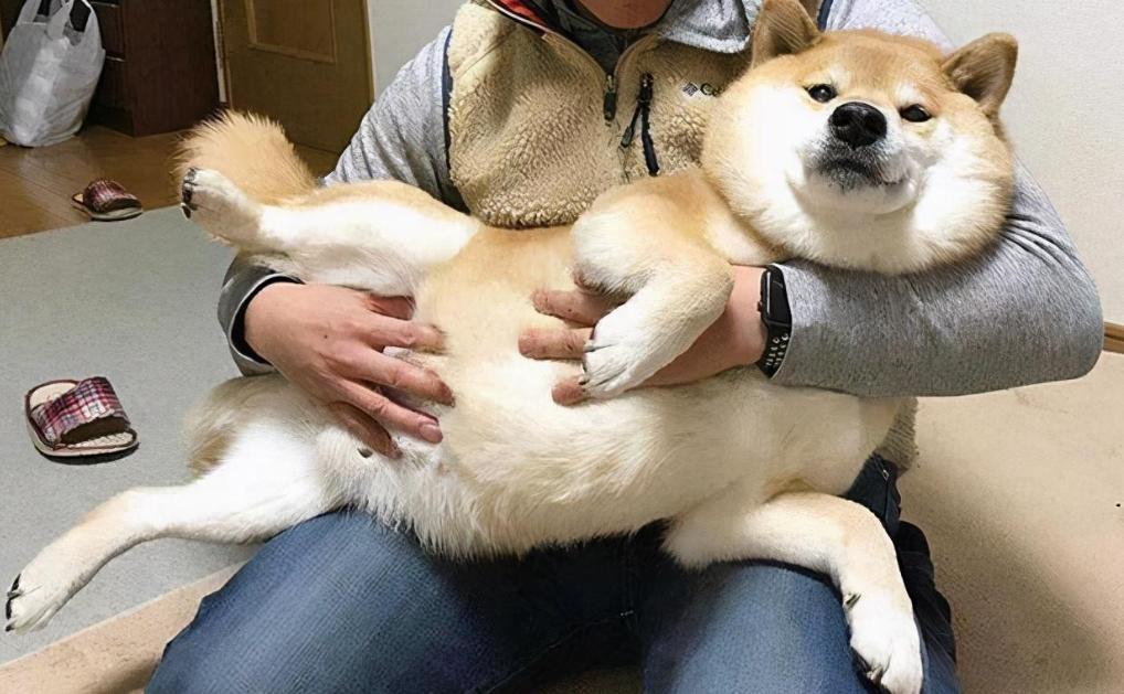 关于狗狗的十大科学真相,关于狗狗的八个秘密故事