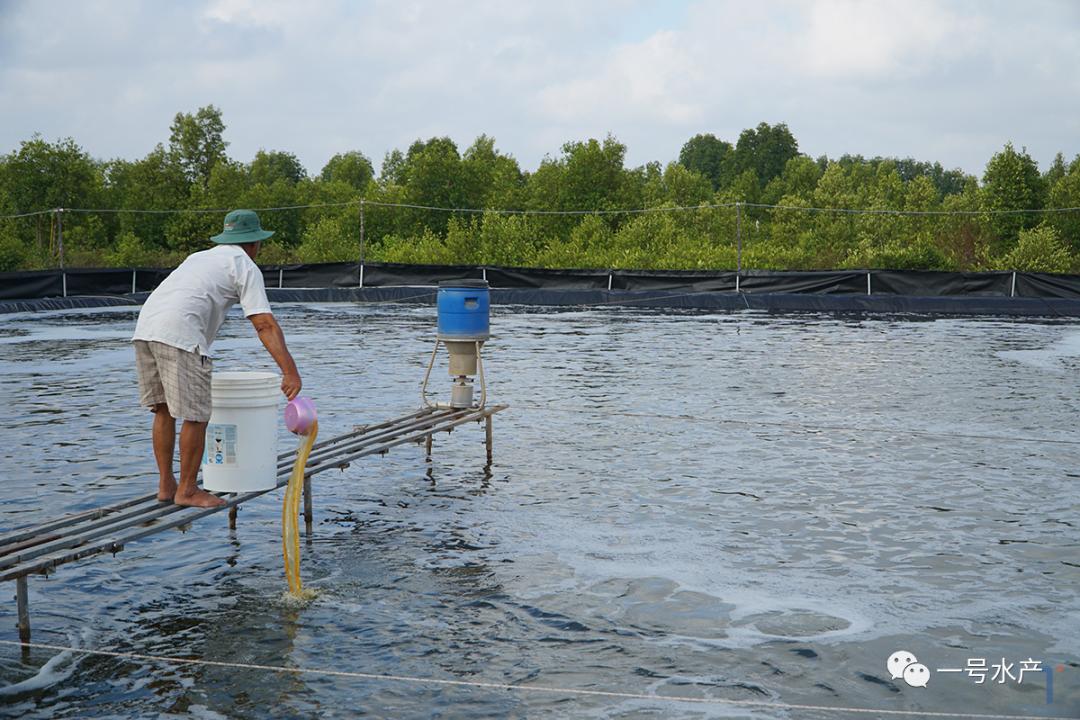 养殖对虾疾病的诊断与防治,对虾养殖弧菌爆发如何处理