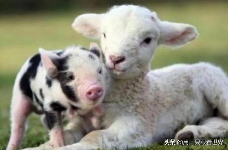 知青岁月难忘的时光,知青岁月毕生难忘