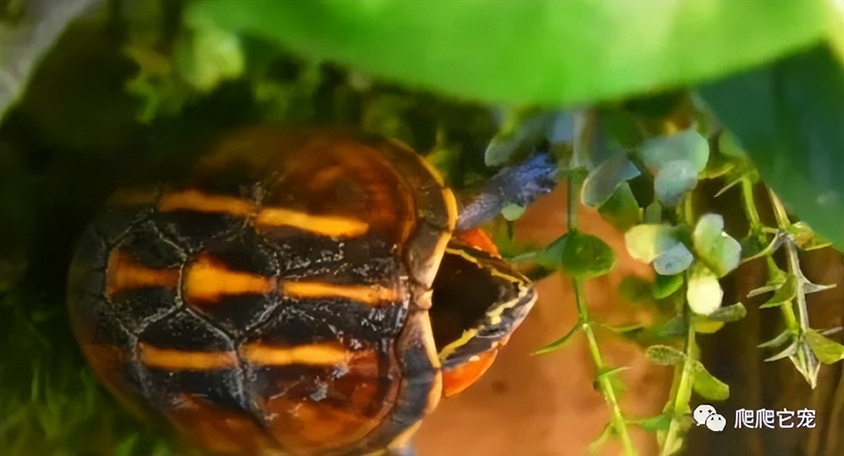 泥水养龟正确方法,泥水养龟教程必看