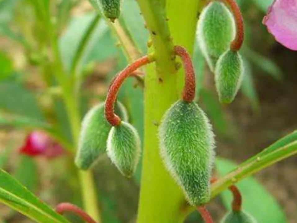 姿态优美奇异，这朵“赛凤凰”的花带给童年的三大乐趣，你有过吗
