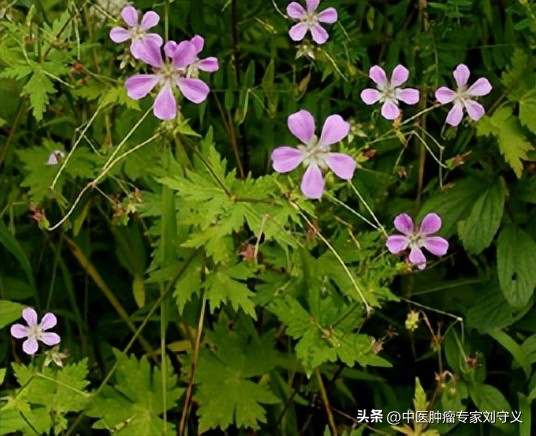 中药方老鹳草,中草药老鹳草治什么病