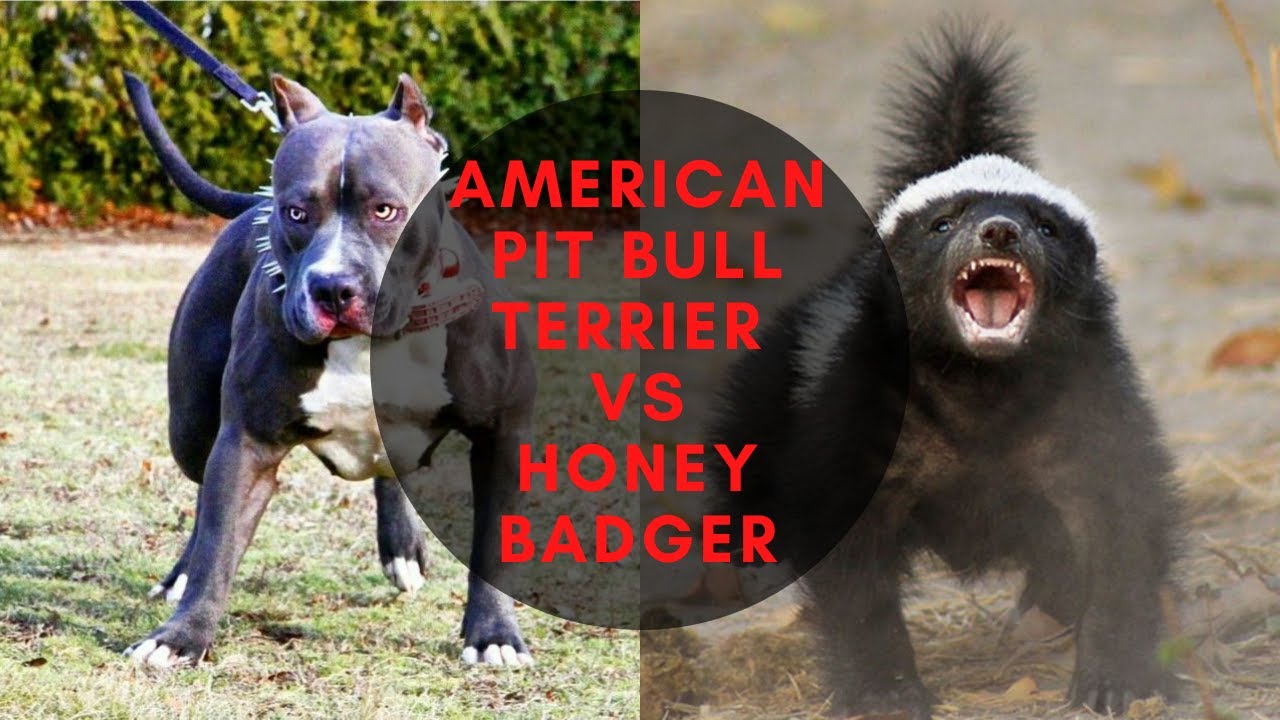 比特犬vs斑鬣狗笼斗视频,比特犬vs鬣狗斑鬣狗