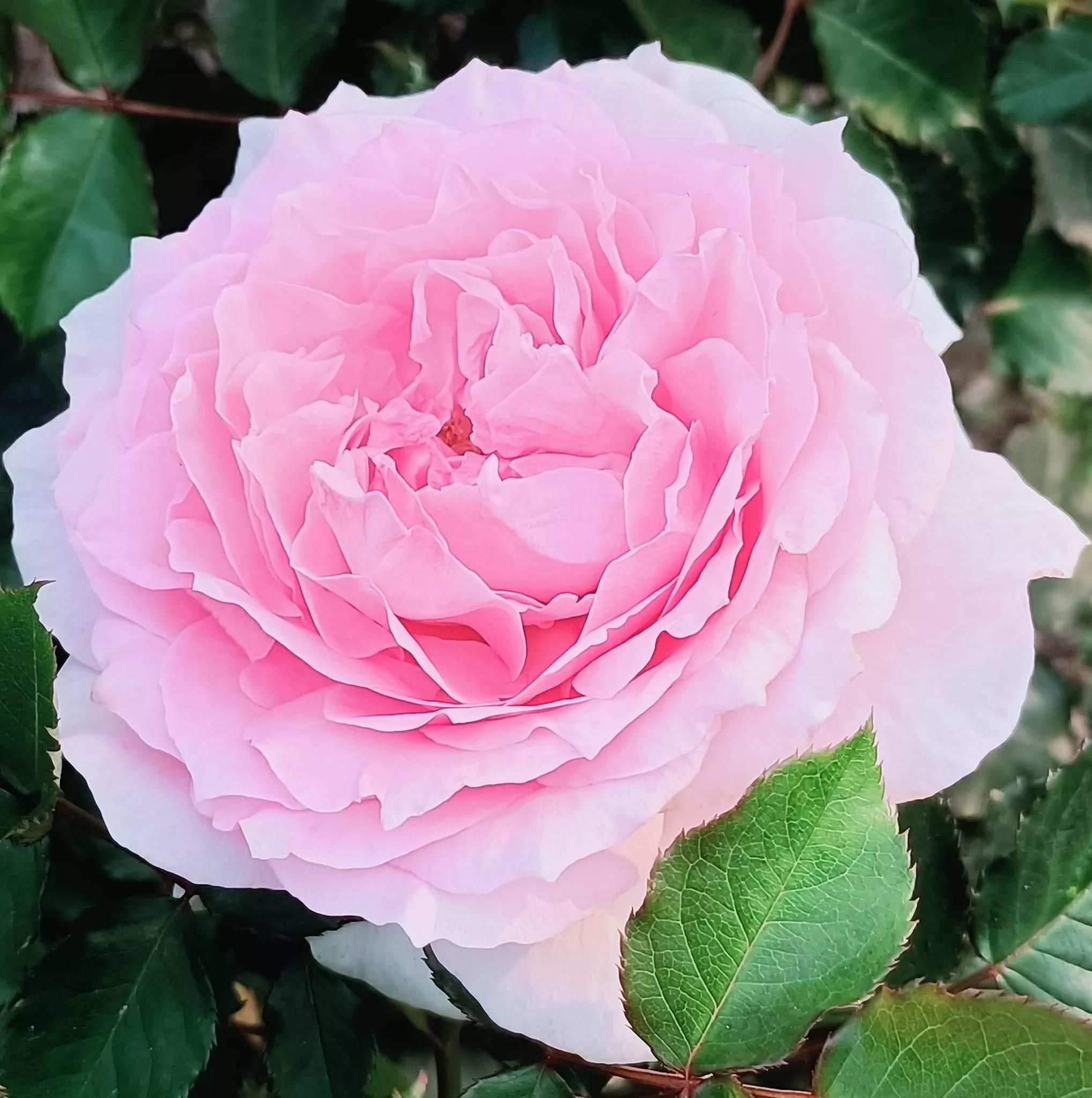 月季品种醉花,月季品种大全及图片欣赏