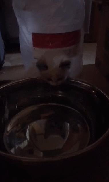 网友养了70只布偶猫,有人家里养了110只布偶猫