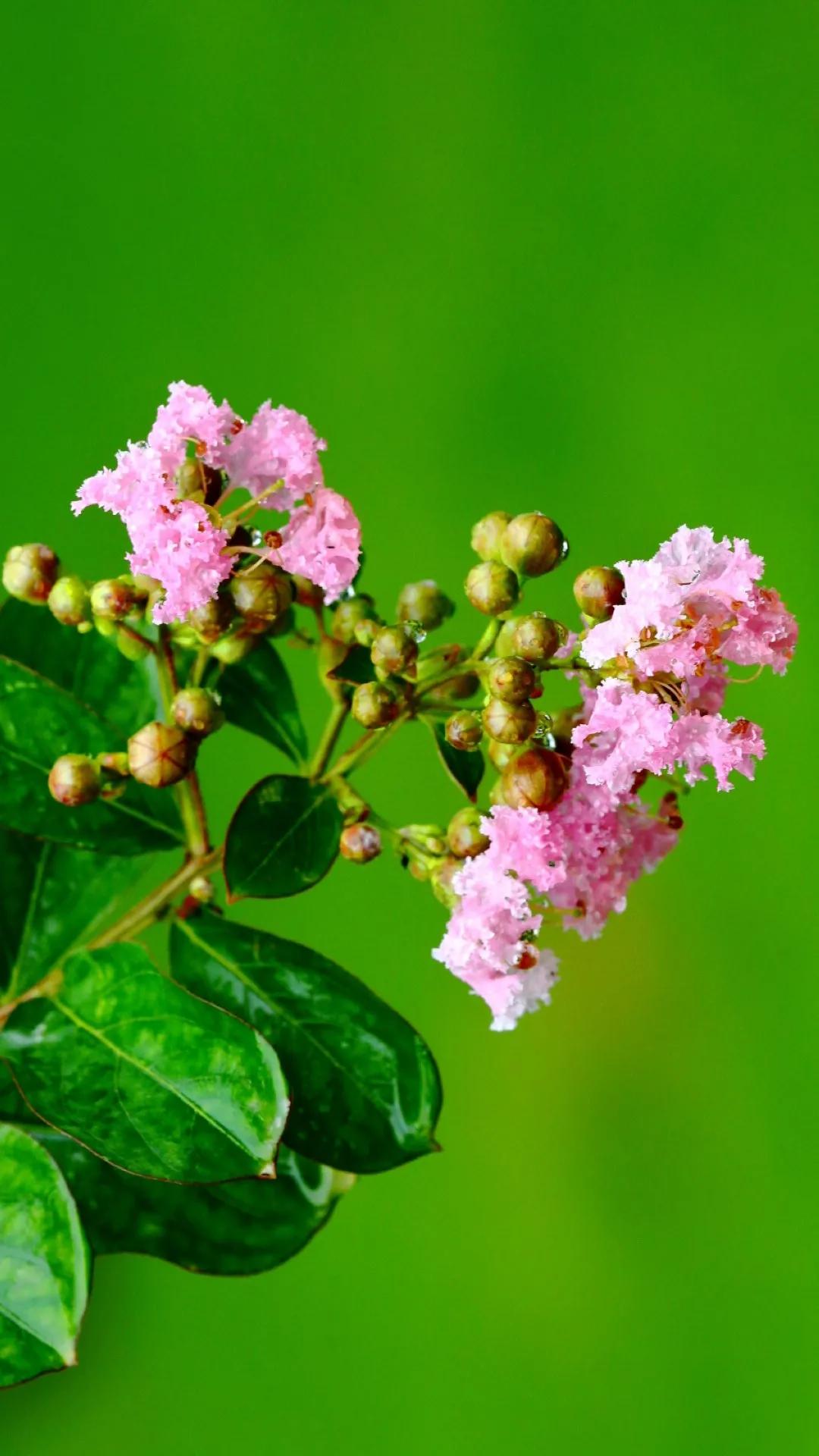 紫薇花壁纸高清全屏,唯美紫壁纸