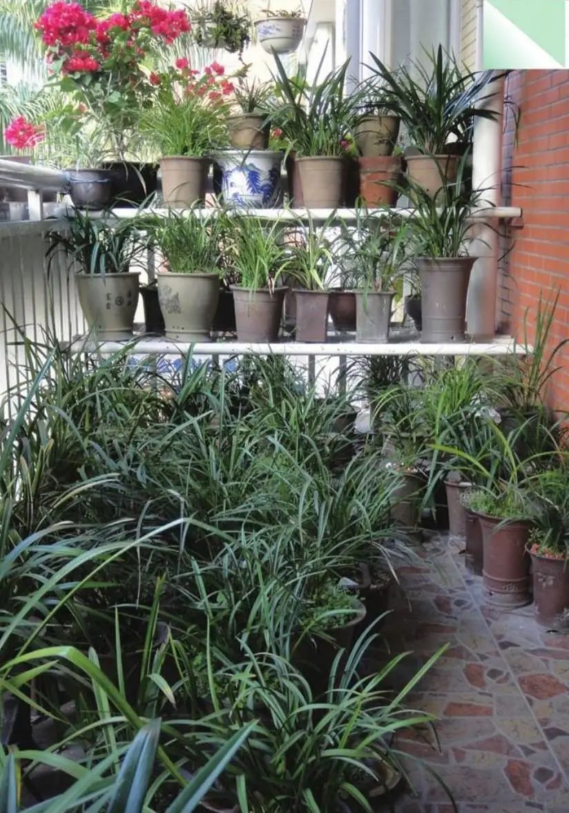 养兰植料要因地制宜,养兰花植料技术管理视频