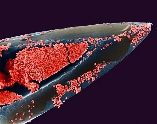 显微镜图像与真实图像,22张罕见的显微镜照片