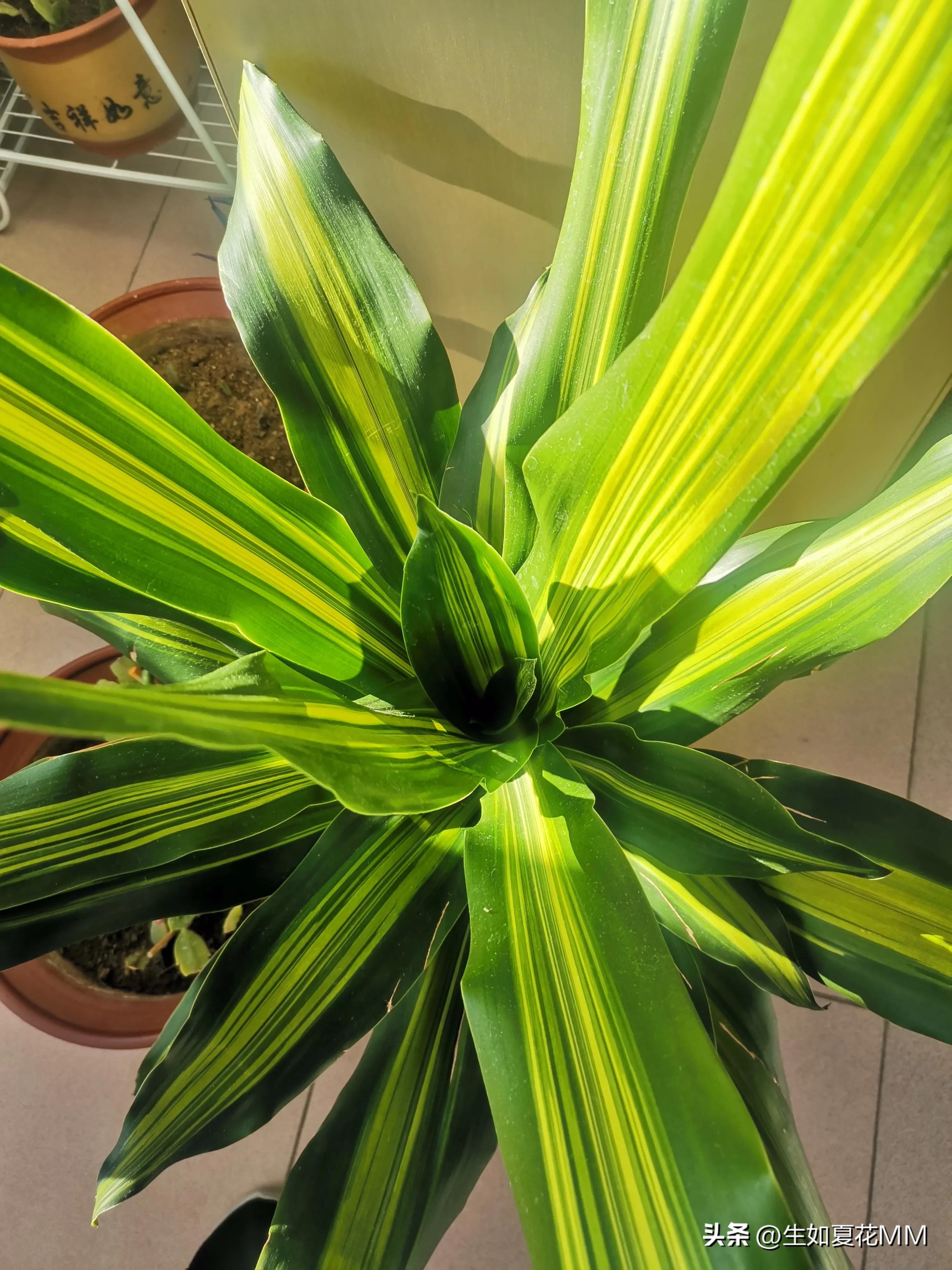 巴西铁木多高最好,巴西铁木为什么总往高长不往粗长