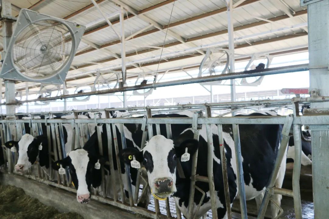 君乐宝威县乐源君享,君乐宝农场纪录片