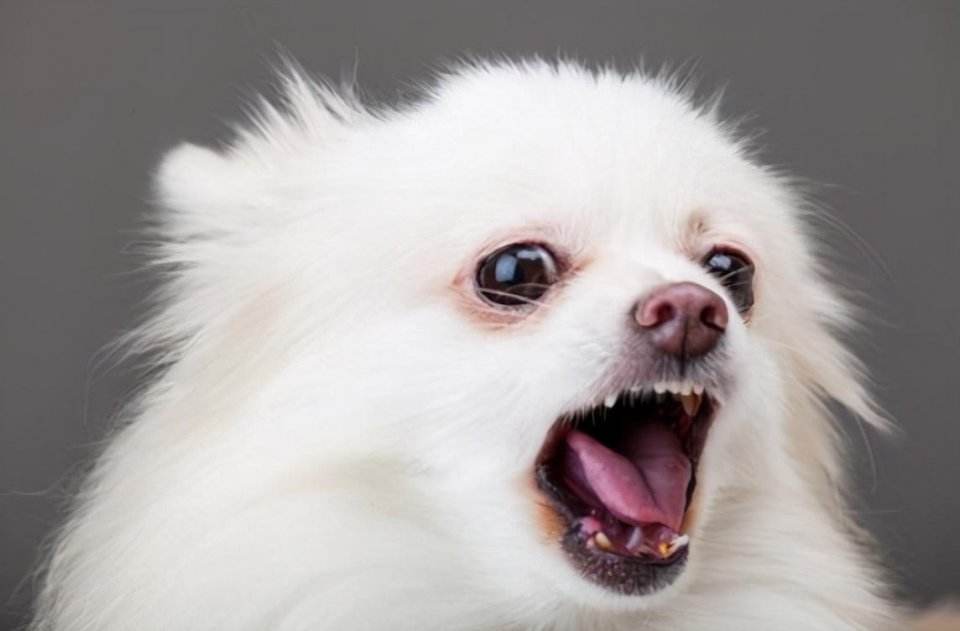 这些挑狗的方法真的很靠谱,如何挑狗才不会挑到病狗