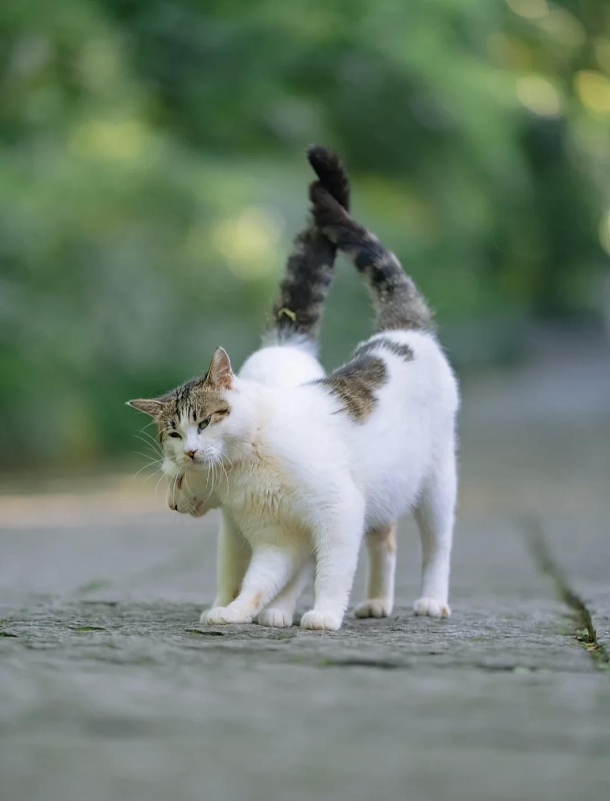 治愈系壁纸｜132张可爱小猫咪的样子