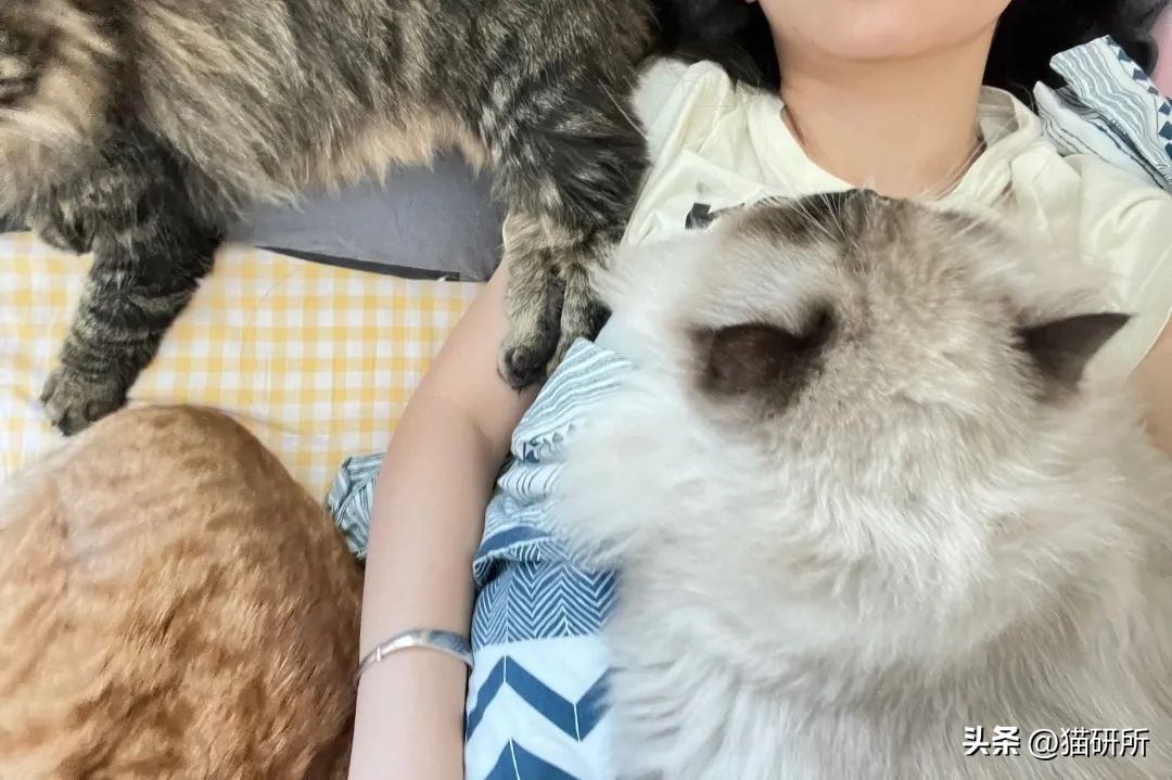 冬天猫咪一直睡觉无精打采,冬天猫咪睡觉会感觉冷吗