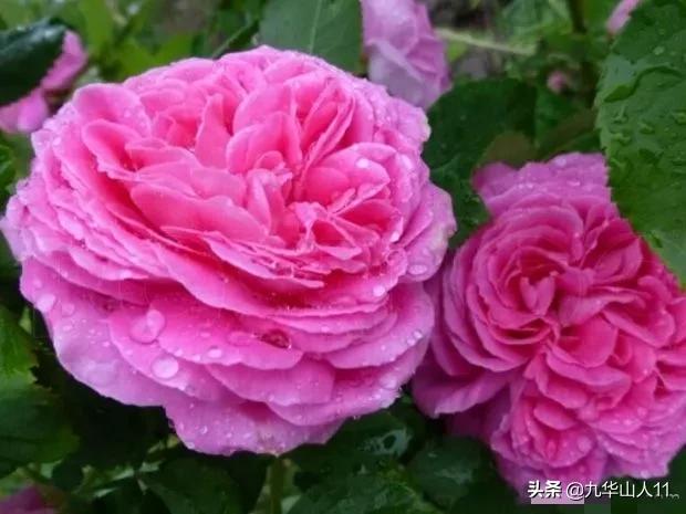 大花浓香勤花的月季品种,大花月季品种介绍大全图片及价格