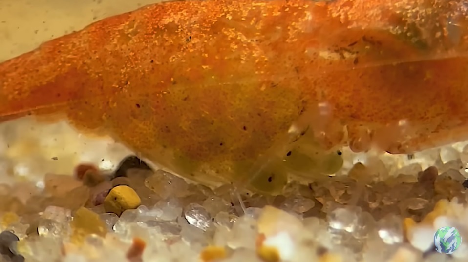 美国小哥在卧室建出一缸热带雨林，食物链环环相扣，太强了