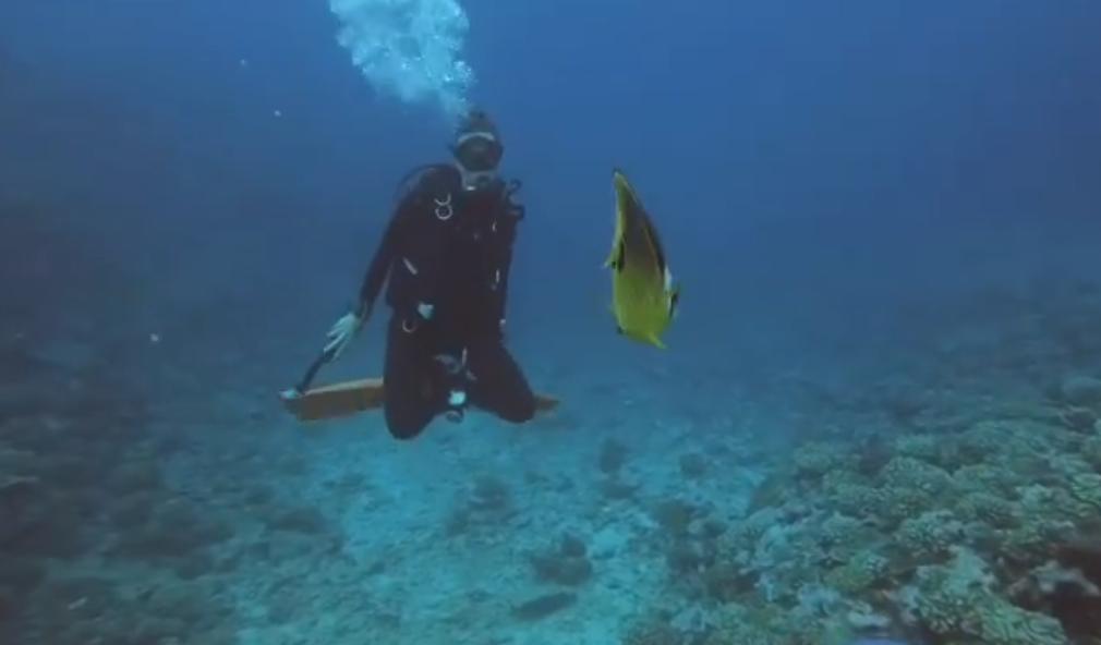 国外美女姐姐海里偶遇一只小鱼，竟引发神奇友谊！网友：前世情人