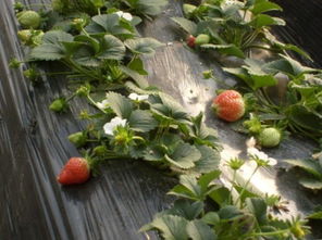 北京特产哪里买正宗又便宜,北京特产带回家必买清单