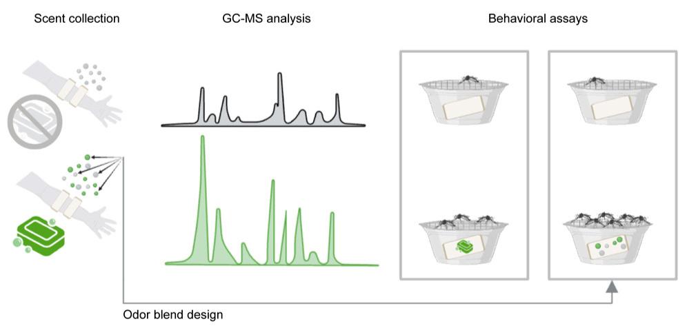 招蚊体质怎样可以减少蚊子叮咬,招蚊体质是什么原因造成的