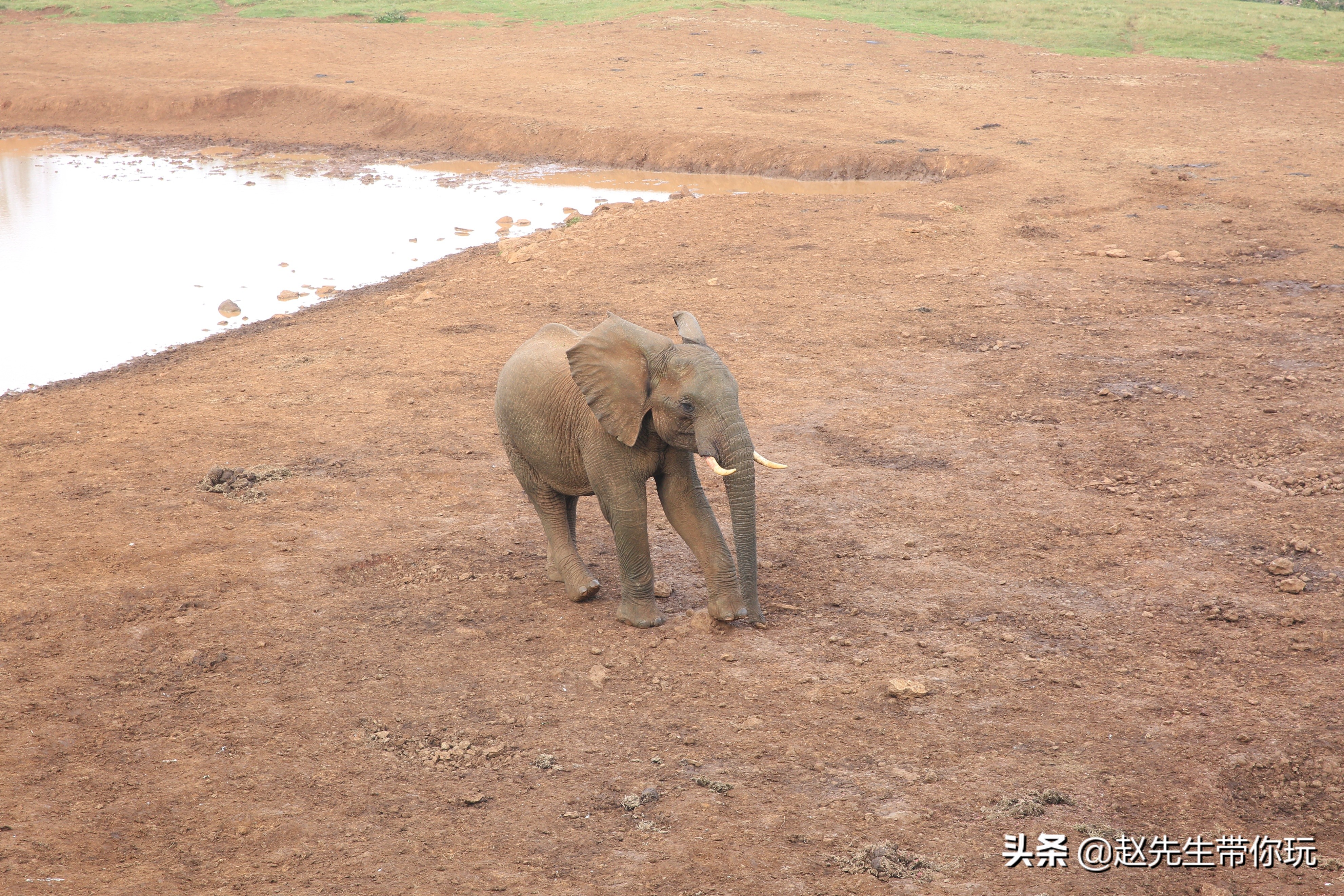 二十年游历分享之202:非洲19:肯尼亚18尼耶利的方舟酒店