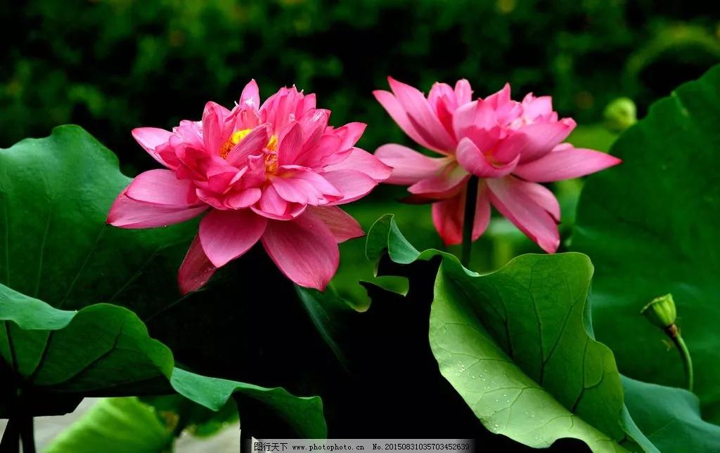 鱼荷花图片唯美高清大图,手机壁纸荷花高清唯美图片