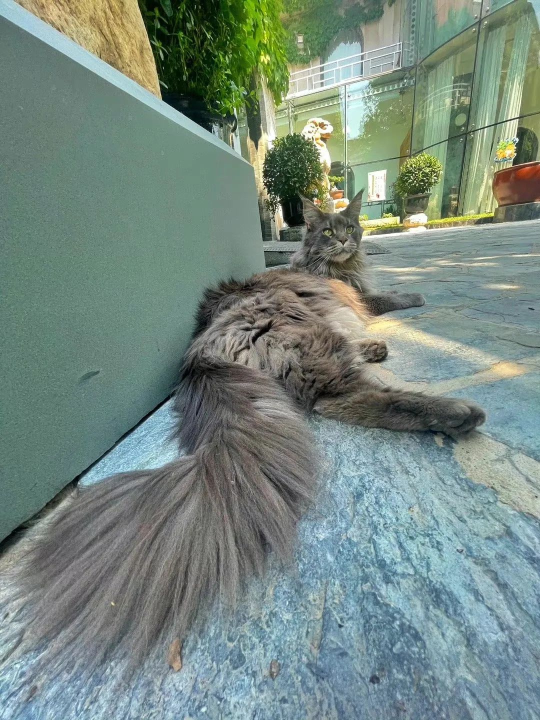 毛森森,观复猫毛森森