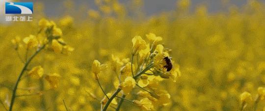 油菜花开飘香四溢,油菜花开花香四溢文案