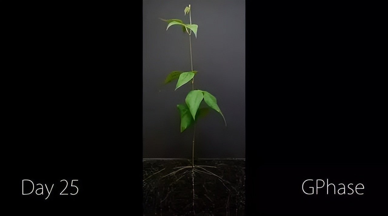 一粒种子发芽生长过程记录50字,用42天记录1粒种子萌芽全过程