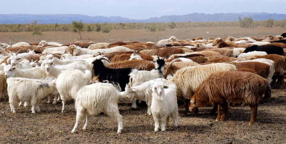 养牛和养羊哪个成本比较低利润高,养羊前景和养牛哪个更好