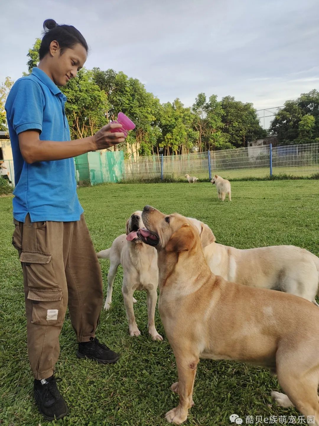 养狗误区123,养狗的误区