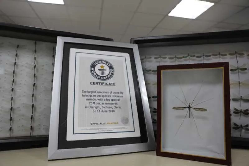 抓住秋天的尾巴！都江堰必打卡的8大晚秋好去处，步青山观烟岚云岫、入古城拾千年烟火，来过都会爱上