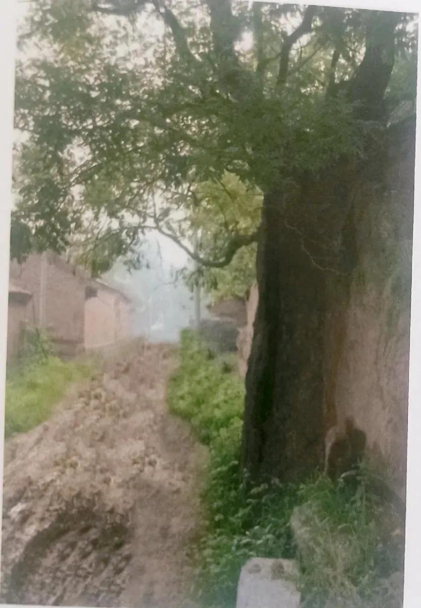 成武县古树,临武县古树