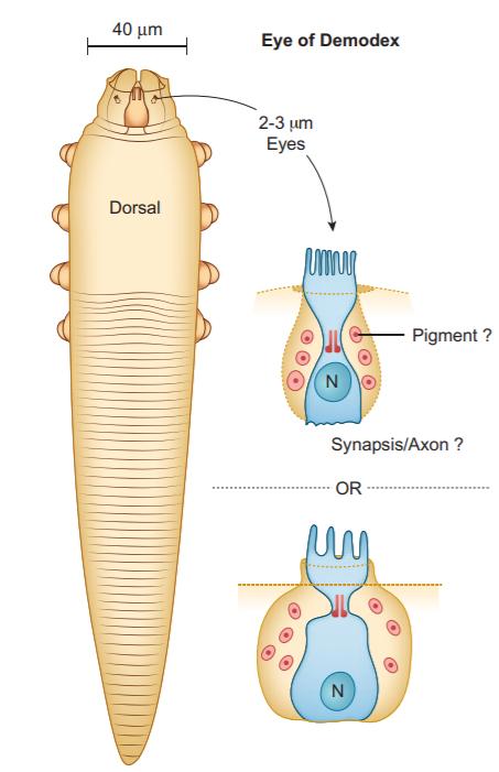螨虫在我们脸上吃多了会咋样,螨虫易在高温潮湿环境中繁殖