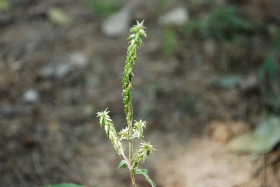 150种常见药用植物大全,150余种常见药用植物花期组图