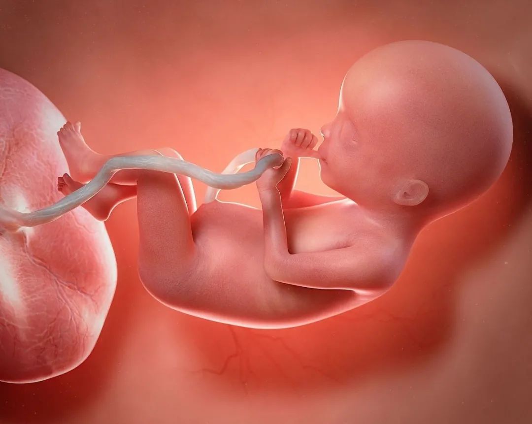 多囊卵巢冻龄,30年龄的卵巢怎么保养