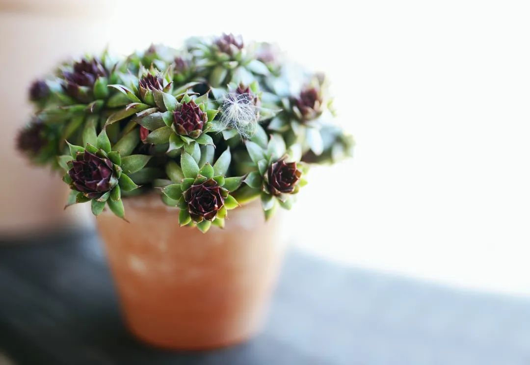 加拿大入境违禁品清单,加拿大海关禁止带入的物品有什么