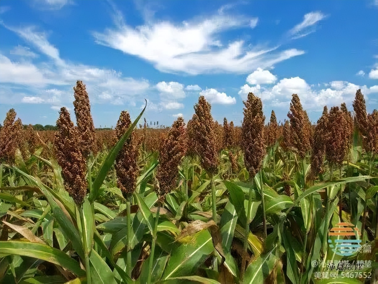 沁县绘就乡村振兴好“丰”景
