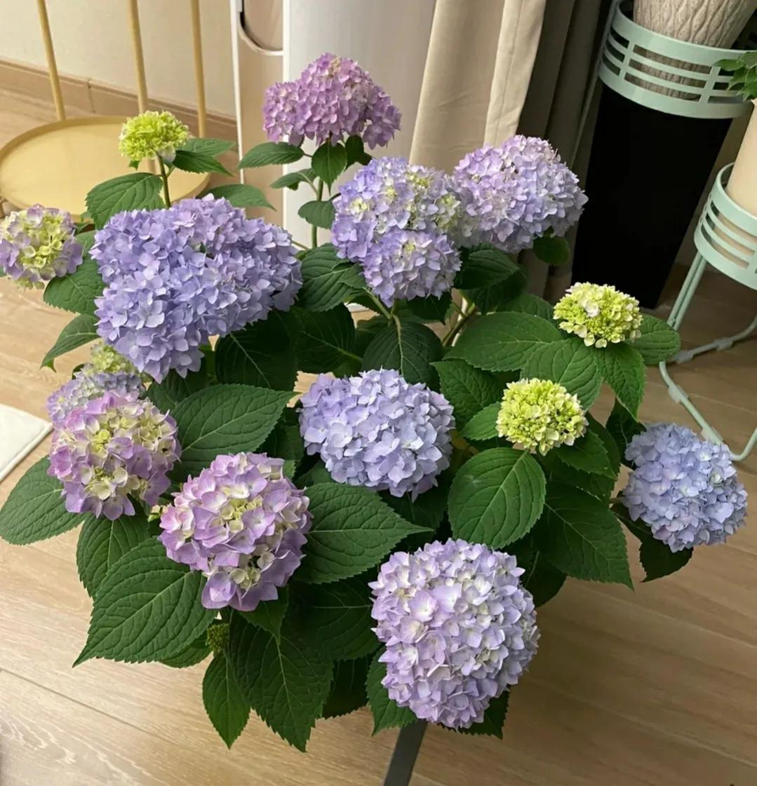 绣球花大盆还是小盆,绣球花夏季浇水