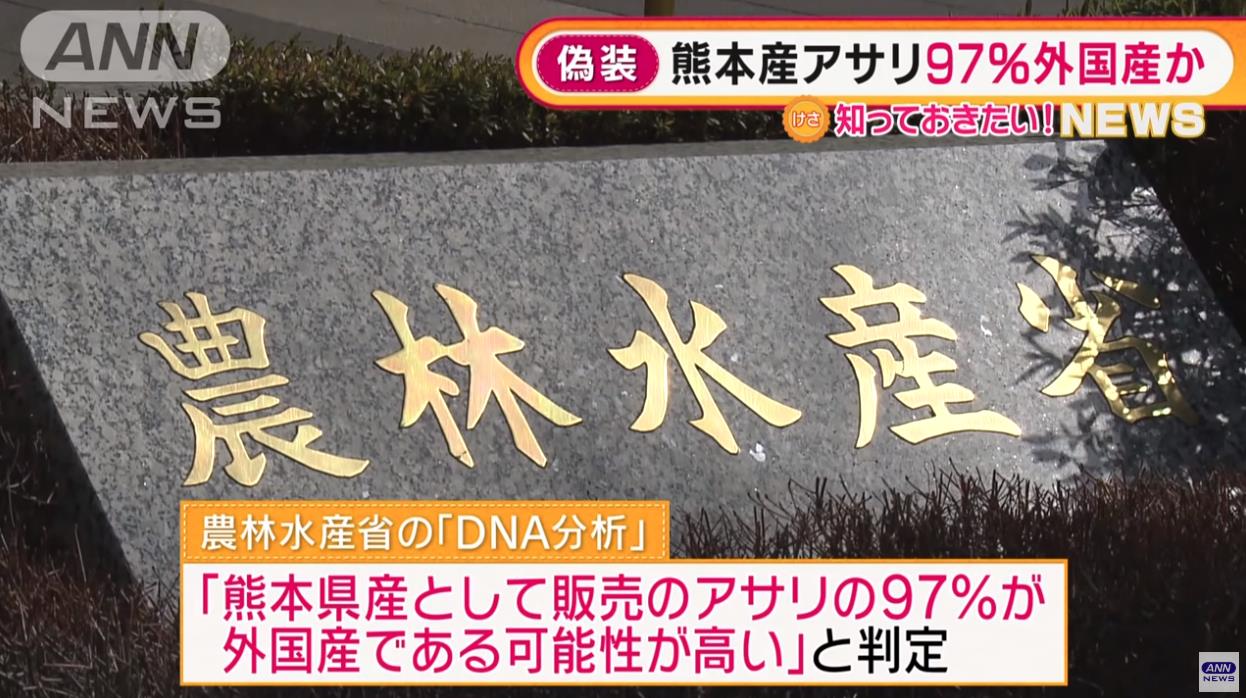 在日本捡蛤蜊,日本蛤蜊中国