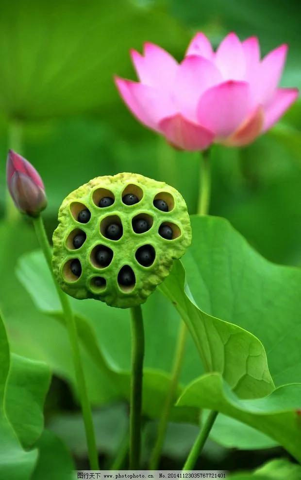 莲出淤泥而不染濯清涟而不妖,荷花出泥而不染芙蓉出水更娇艳