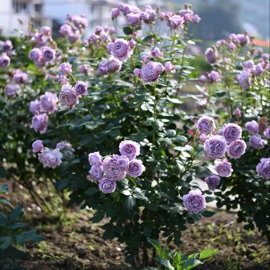 花朵浓香的月季,花香浓郁的切花月季