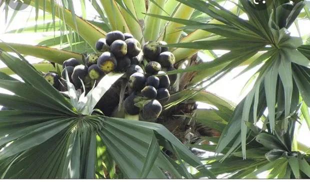 东南亚哪个国家出产棕榈油最多,为什么棕榈油能成为世界油王