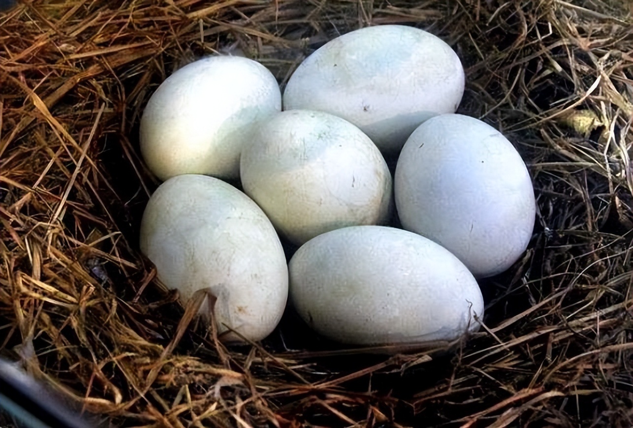 鸡蛋鸭蛋鹅蛋鹌鹑蛋营养价值更高,鸡蛋鹅蛋鸭蛋鹌鹑蛋哪个营养最好