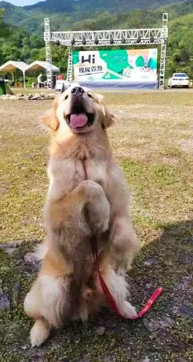 萌宠暴击！对不起我家狗子太萌了，想请你看一下！