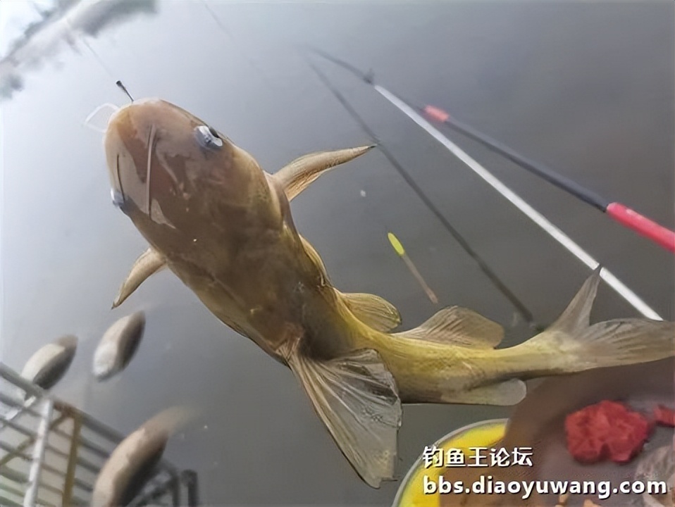 钓鱼王王者风范，拿捏多鱼种轻松