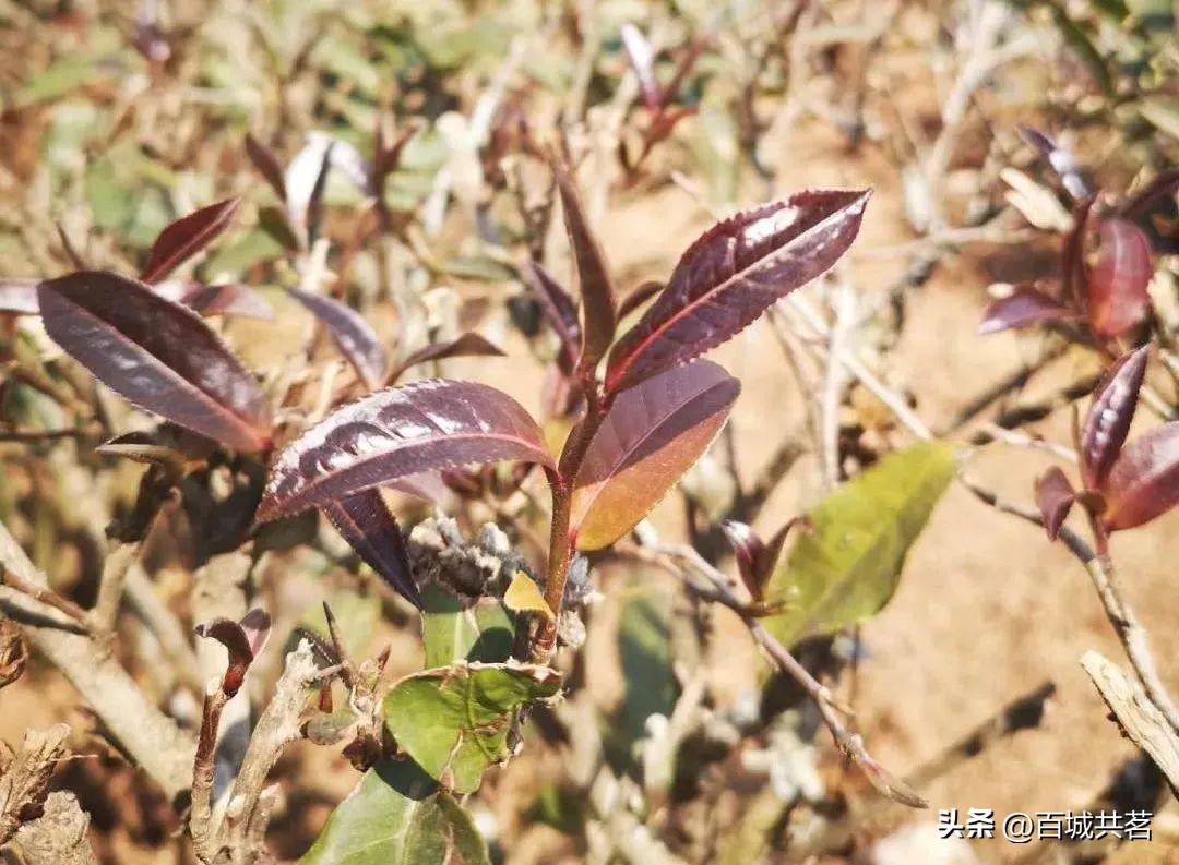 盐玉斋珍藏私房茶,盐玉斋茶具