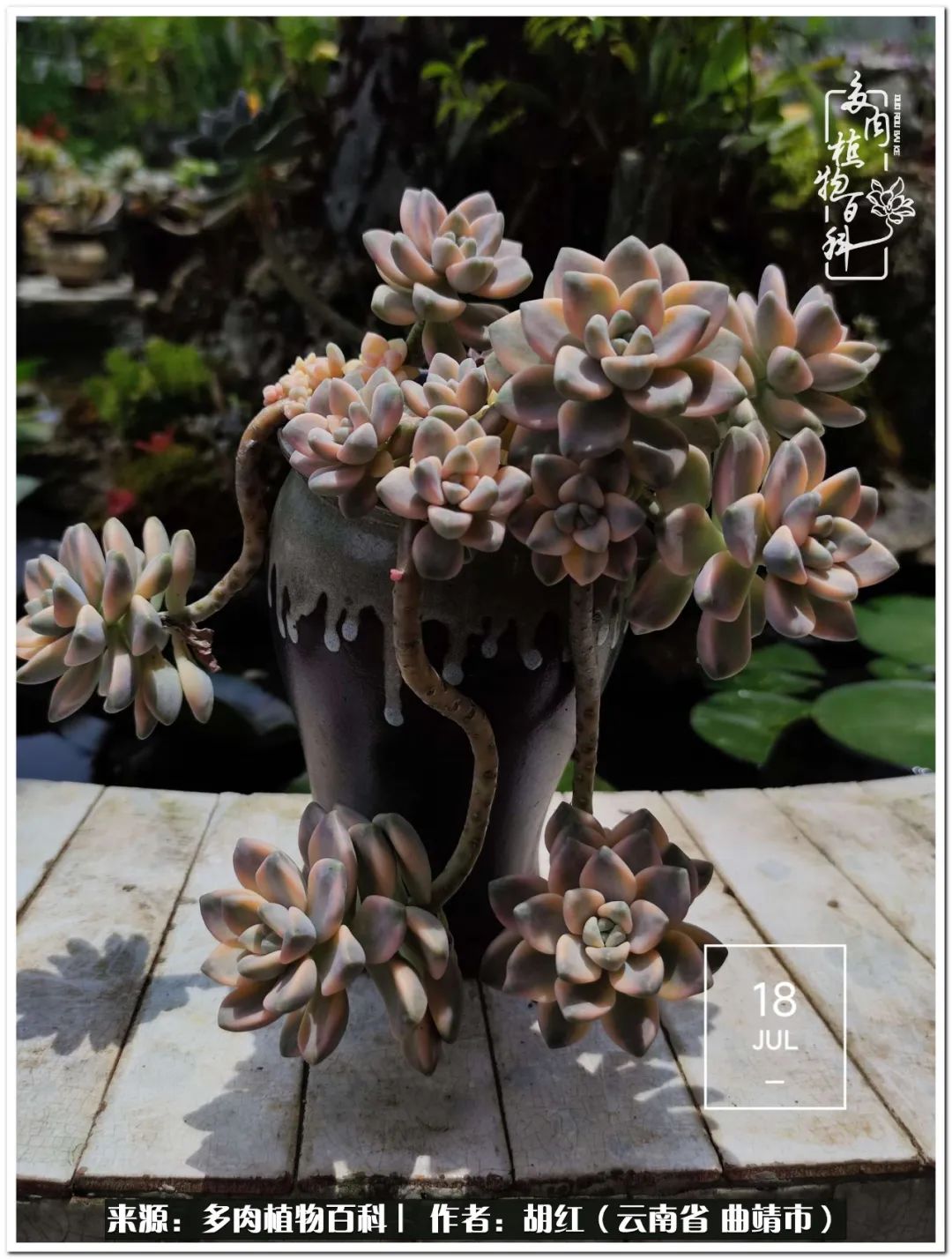 多肉植物里的糖,多肉生活的调味剂