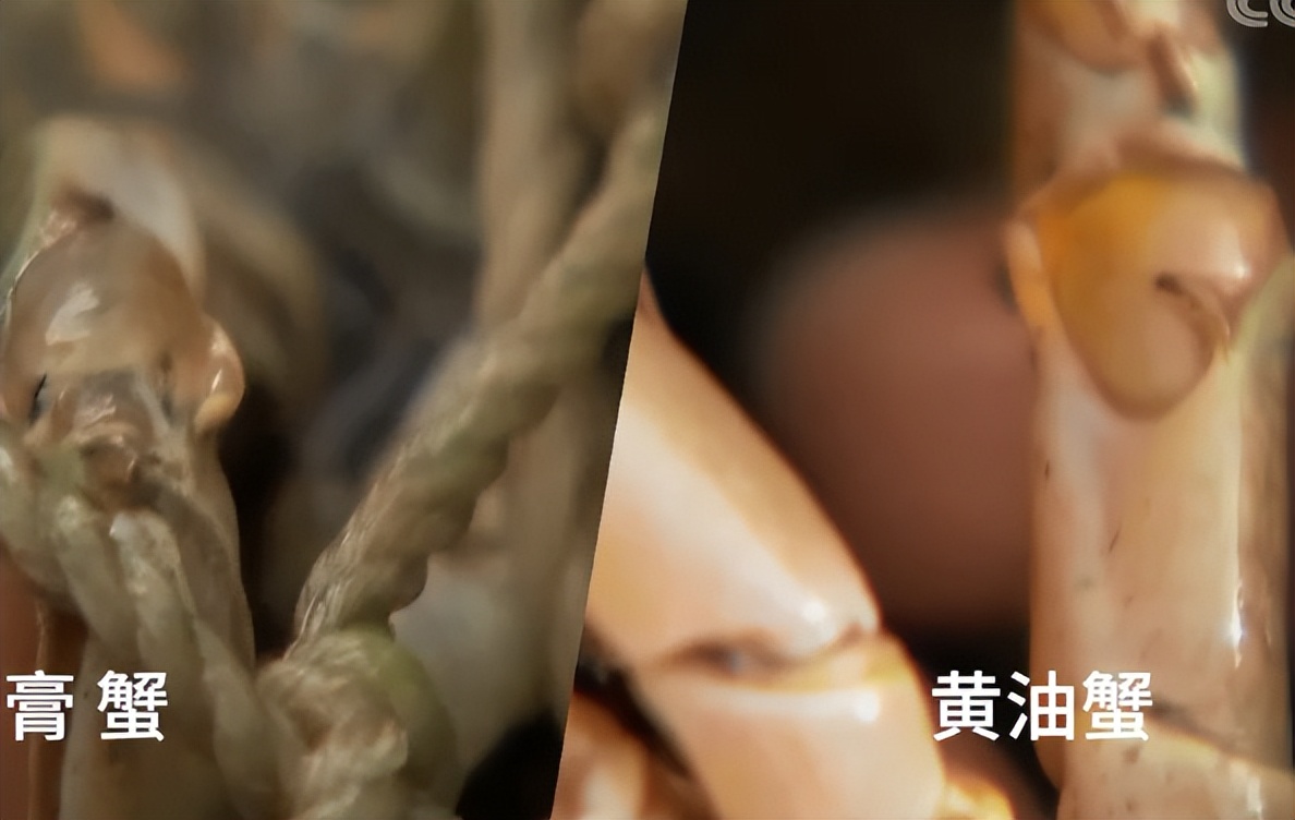 最大黄油蟹养殖户,男子养螃蟹