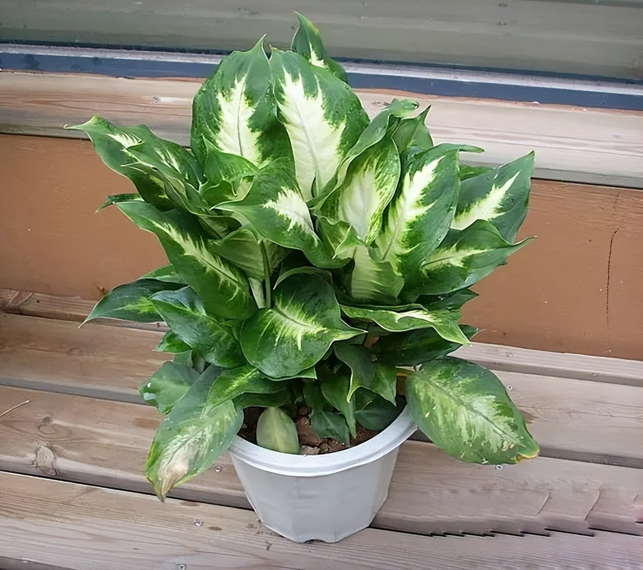 现代装修适合摆放哪些花,装修好屋里摆放什么花