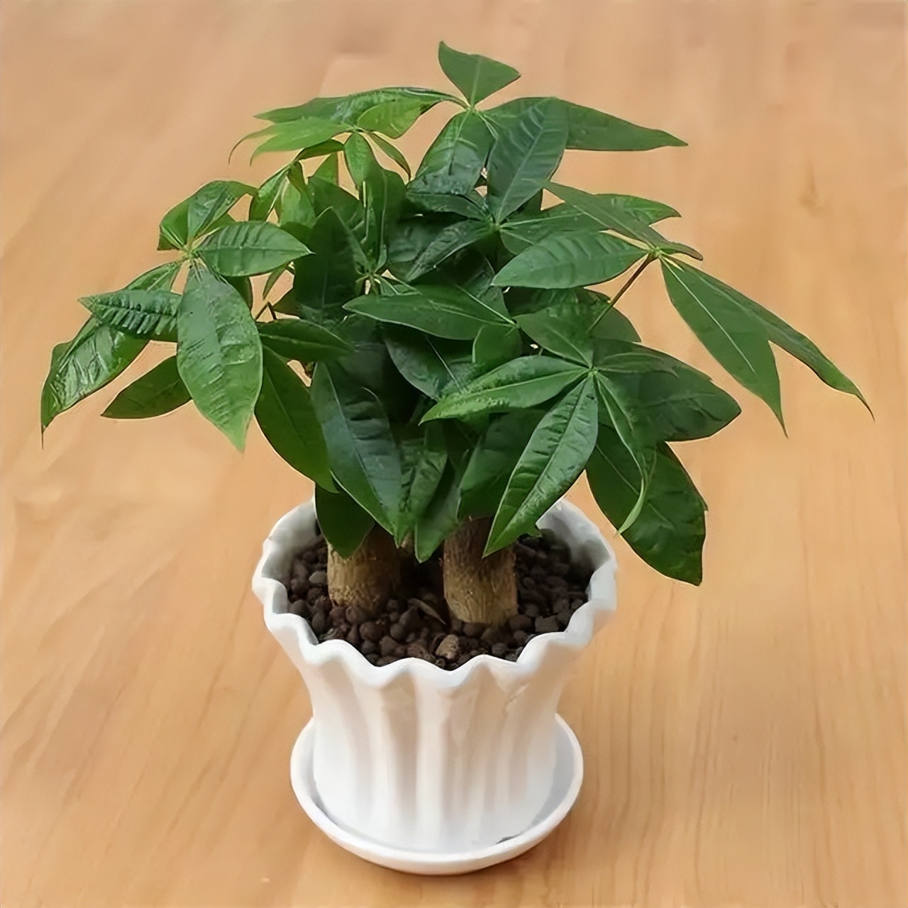 新房装修适合摆放的花,装修完室内放什么花净化空气